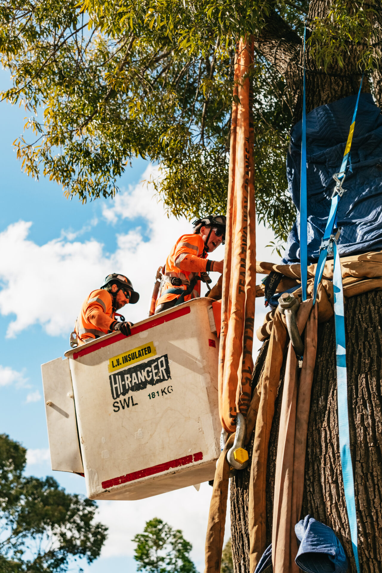 fiddler rouse hill tree relocation (web) 066