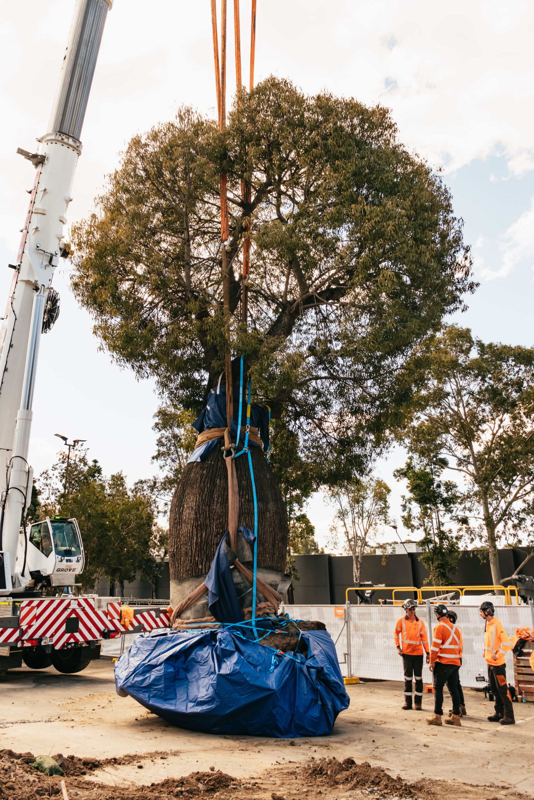 fiddler rouse hill tree relocation (web) 081