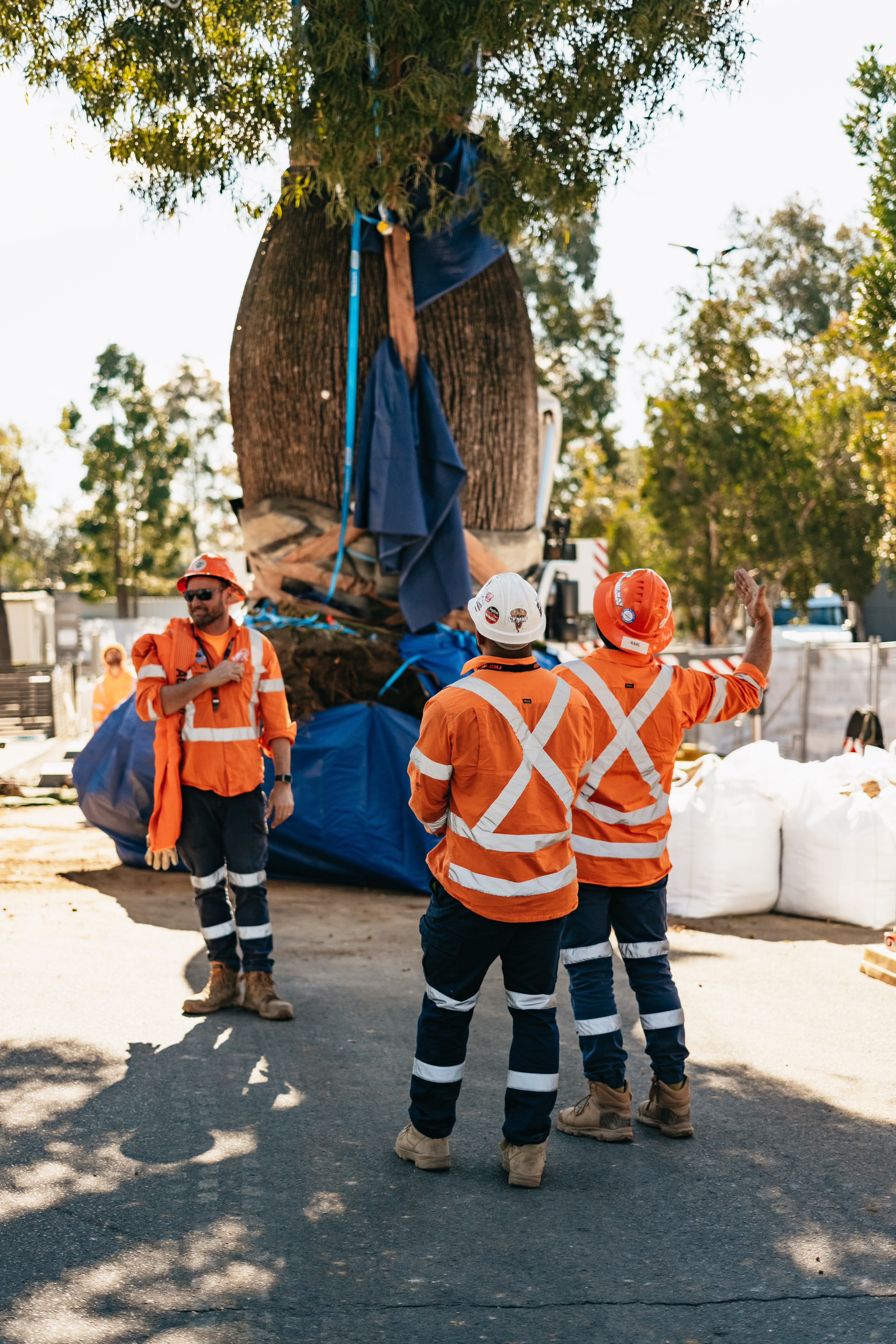 fiddler rouse hill tree relocation (web) 088