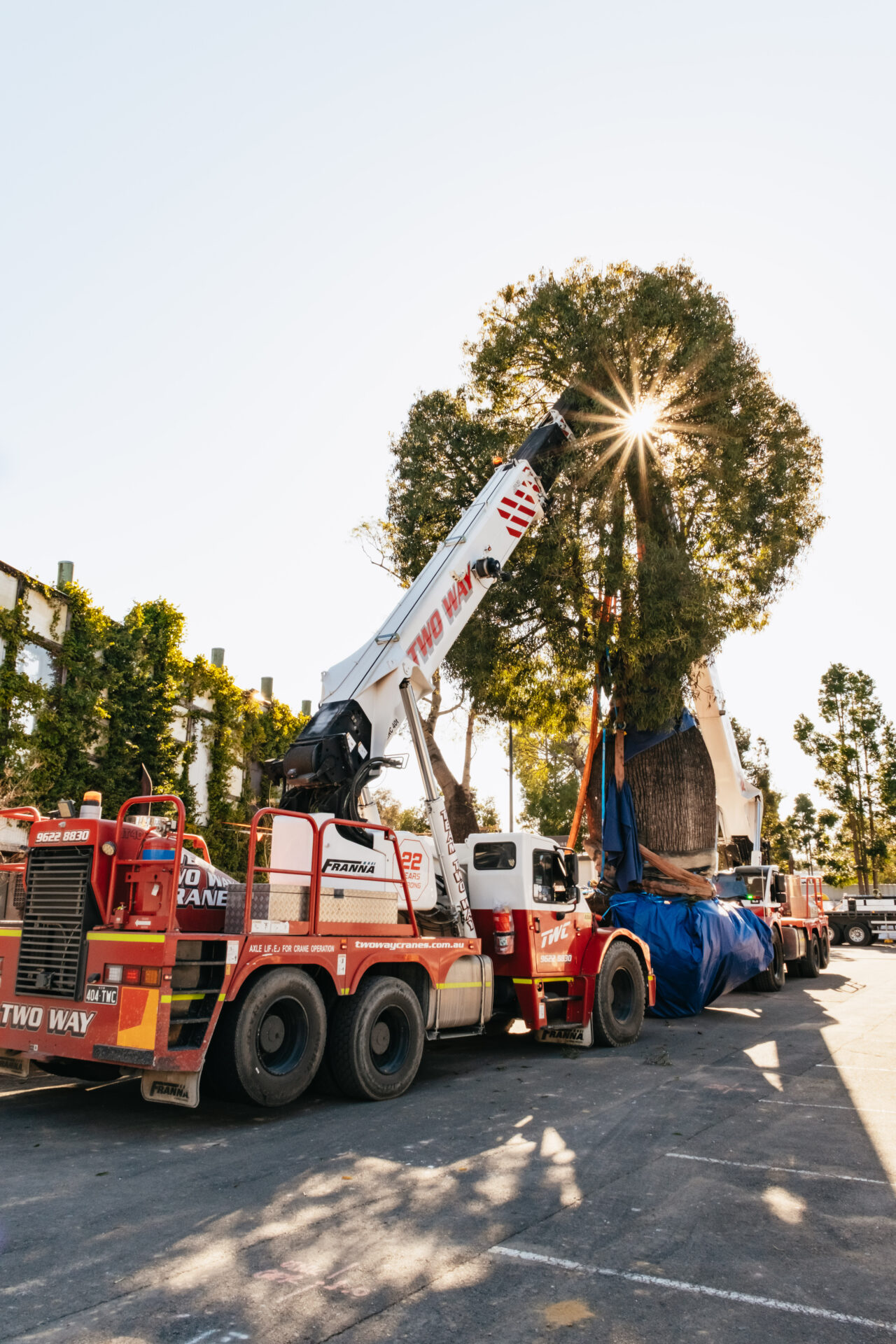 fiddler rouse hill tree relocation (web) 096