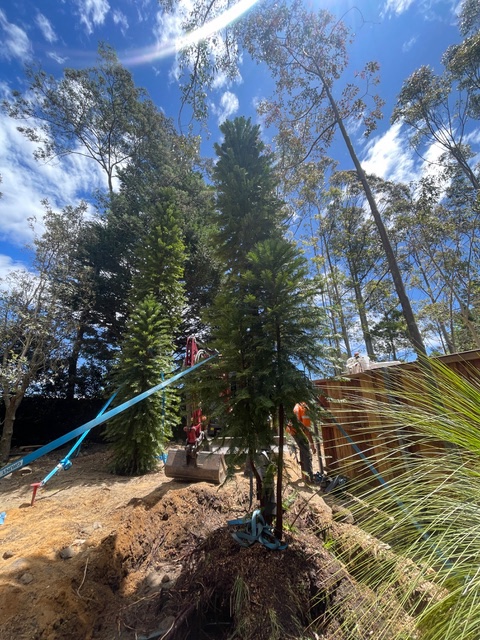 Professionals performing safe tree relocation of a Wollemi tree in a private residential area in Blackheath, Sydney, under a clear blue sky.